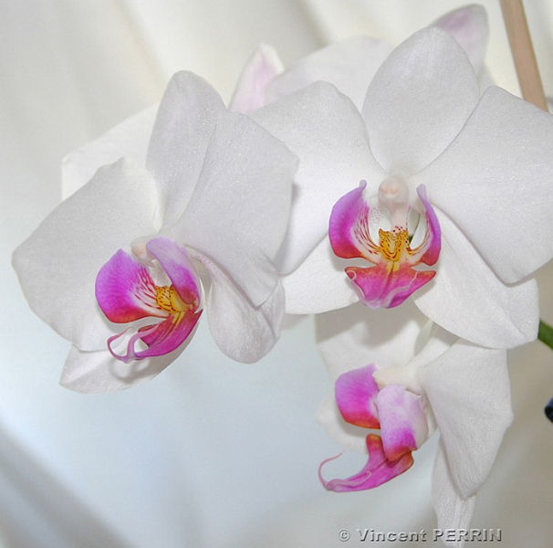 fleur orchidee.jpg